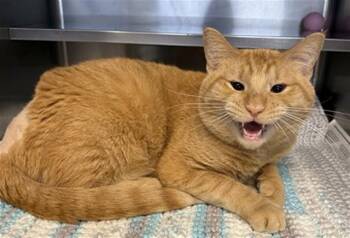 Domestic Short Hair Cats Available for Adoption in Aurora, Illinois - NANA | PetCurious
