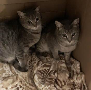 Domestic Short Hair Cats Available for Adoption - Molly & Madeline Spring Garden | PetCurious