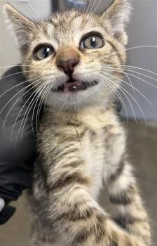 ALICE - ADOPTION PENDING -  Domestic Short Hair Cat for Adoption in Ontario, California - ALICE - ADOPTION PENDING | PetCurious