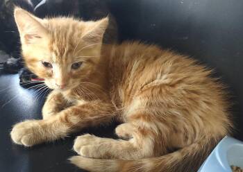Axel -  Domestic Short Hair Cat Available for Adoption in Albemarle, North Carolina - Axel | PetCurious