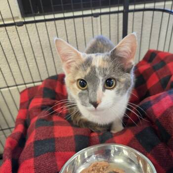 Portia -  Domestic Short Hair Cat for Adoption in Rocky Mount, Virginia - Portia | PetCurious