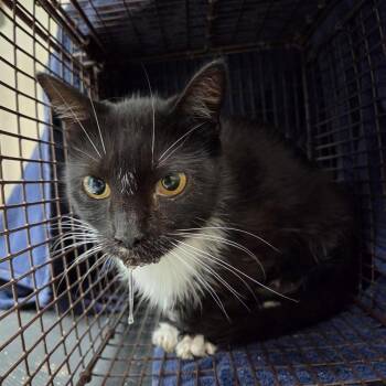 Rainy -  Domestic Short Hair Cat for Adoption in Windsor, Virginia - Rainy | PetCurious