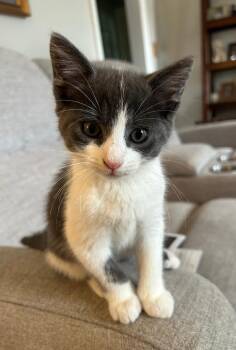 Earl -  Domestic Short Hair Cat for Adoption in East Brunswick, New Jersey - Earl | PetCurious