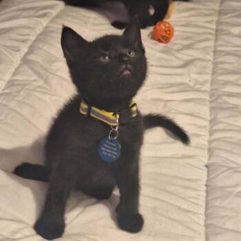 Domestic Short Hair Cats Available for Adoption in Pasco, Washington - Marco | PetCurious