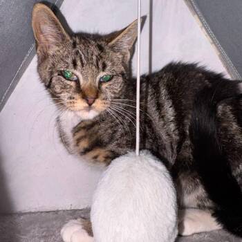 Famous -  Domestic Short Hair Cat for Adoption in New York, New York - Famous | PetCurious
