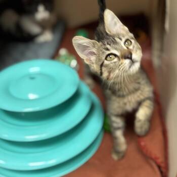 Poppy -  Domestic Short Hair Cat for Adoption in South Elgin, Illinois - Poppy | PetCurious