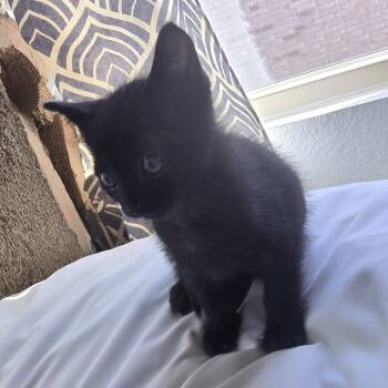 Jitterbug 21 -  Domestic Short Hair Cat for Adoption in Austin, Texas - Jitterbug 21 | PetCurious