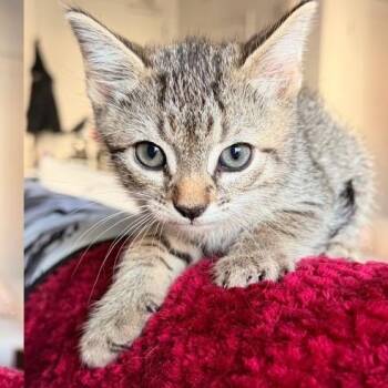 Lewis -  Domestic Short Hair Cat for Adoption in Westminster, California - Lewis | PetCurious