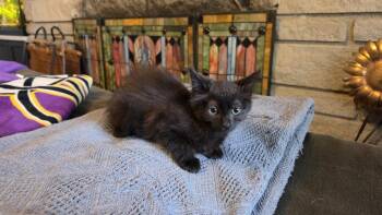 Blessing Bo. -  Domestic Short Hair Cat for Adoption in West Peoria, Illinois - Blessing Bo. | PetCurious