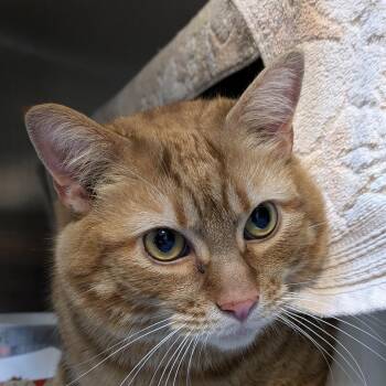 Domestic Short Hair Cats Available for Adoption in South Burlington, Vermont - Butter Bean | PetCurious