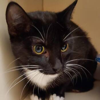 Domestic Short Hair Cats Available for Adoption in Dayton, Ohio - Starfish | PetCurious