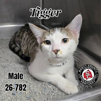 Tigger -  Domestic Short Hair Cat for Adoption in Georgetown, Kentucky - Tigger | PetCurious