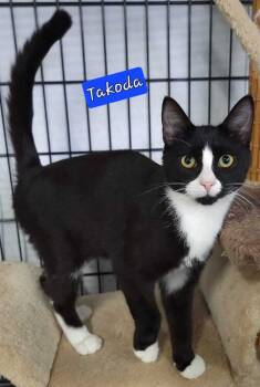 Rescue Domestic Short Hair Cats for Adoption in Jessup, Maryland - Takoda | PetCurious