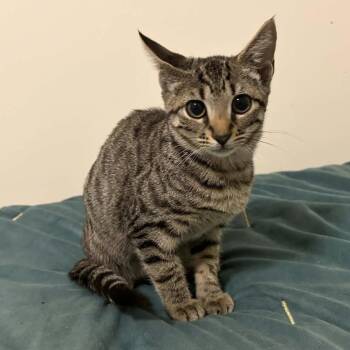 Torque Wrench -  Domestic Short Hair Cat for Adoption in Beulaville, North Carolina - Torque Wrench | PetCurious