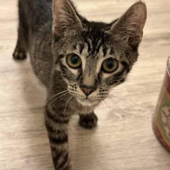 Oliver -  Tabby Cat for Adoption in Woodinville, Washington - Oliver | PetCurious