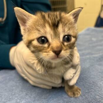 Domestic Short Hair Cats Available for Adoption - Slice Of Toast | PetCurious