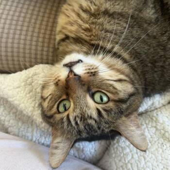Rescue Tabby Cats for Adoption in Columbia, South Carolina - Ricky Lane | PetCurious