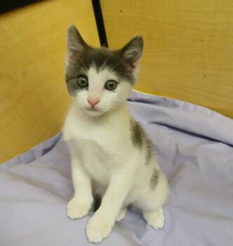Murray -  Domestic Short Hair Cat for Adoption in Albuquerque, New Mexico - Murray | PetCurious