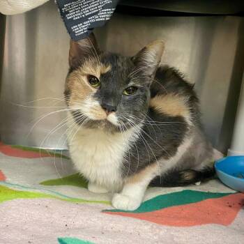 Domestic Short Hair Cats Available for Adoption in Grand Rapids, Michigan - Demi | PetCurious