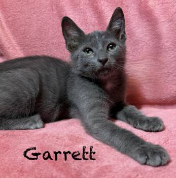Garrett -  Domestic Short Hair Cat for Adoption in Pawleys Island, South Carolina - Garrett | PetCurious
