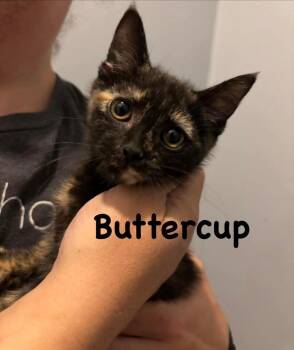 Buttercup Cow -  Domestic Short Hair Cat for Adoption in Cary, North Carolina - Buttercup Cow | PetCurious