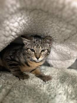 Cherry Garcia -  Domestic Short Hair Cat for Adoption in Munster, Indiana - Cherry Garcia | PetCurious