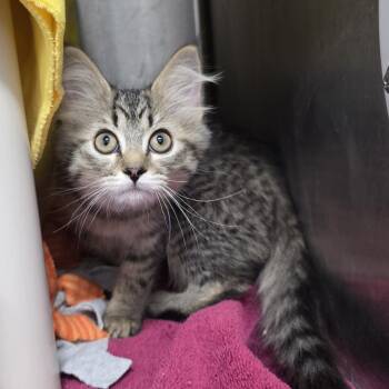 Tortoise -  Domestic Short Hair Cat for Adoption in Fort Wayne, Indiana - Tortoise | PetCurious