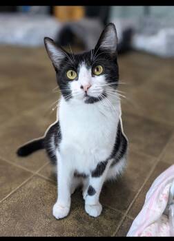 Edie (very sweet) -  Domestic Short Hair Cat for Adoption in Los Angeles, California - Edie (very Sweet) | PetCurious