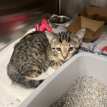 Pixel -  Domestic Short Hair Cat for Adoption in Oak Brook, Illinois - Pixel | PetCurious