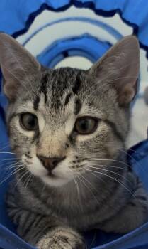 Ares -  Domestic Short Hair Cat for Adoption in Albany, New York - Ares | PetCurious