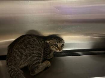 Swordtail -  Tabby Cat for Adoption in Nacogdoches, Texas - Swordtail | PetCurious
