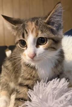 Moya -  Calico Cat for Adoption in Mears, Michigan - Moya | PetCurious