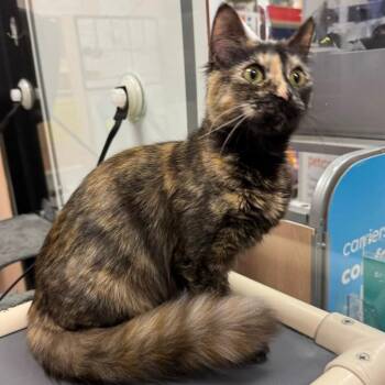 Domestic Medium Hair Cats Available for Adoption in Cumming, Georgia - Tiki | PetCurious