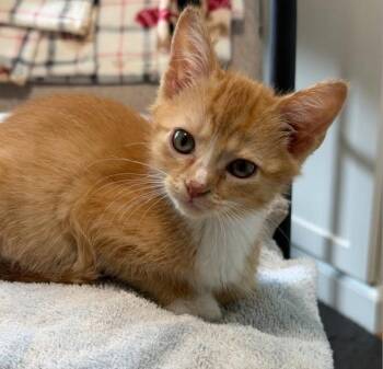 Daisy -  Tabby Cat for Adoption in Knoxville, Tennessee - Daisy | PetCurious