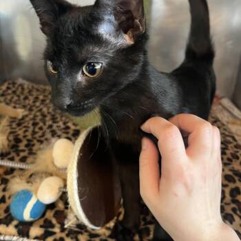 Domestic Short Hair Cats Available for Adoption - Felix | PetCurious