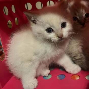Russ -  Domestic Short Hair Cat for Adoption in Wadena, Minnesota - Russ | PetCurious