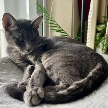 Candice -  Domestic Short Hair Cat for Adoption in Jupiter, Florida - Candice | PetCurious