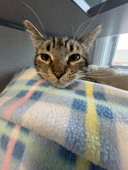 Domestic Short Hair Cats Available for Adoption in Mount Pleasant, Iowa - Maple | PetCurious