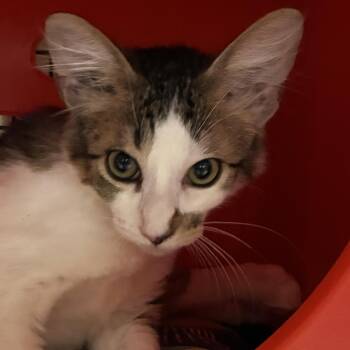 Murray -  Domestic Medium Hair Cat for Adoption in Santa Fe, New Mexico - Murray | PetCurious