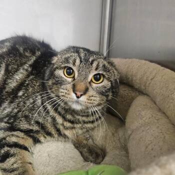 Domestic Short Hair Cats Available for Adoption - Saffron | PetCurious