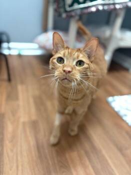 Valentine (Val) -  Domestic Short Hair Cat for Adoption in Lovingston, Virginia - Valentine (Val) | PetCurious