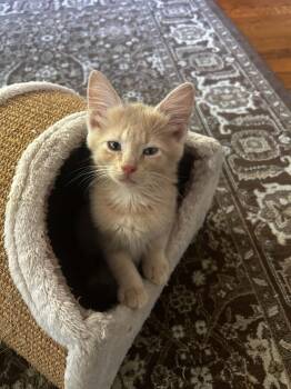 Finley -  Domestic Short Hair and Tabby Cat for Adoption in Norfolk, Virginia - Finley | PetCurious