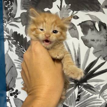Domestic Long Hair Cats Available for Adoption in Wahiawa, Hawaii - Tortilla | PetCurious