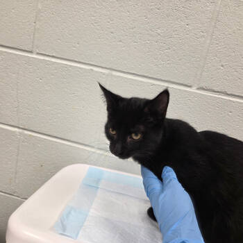 Rescue Domestic Short Hair Cats for Adoption in Chattanooga, Tennessee - Toby | PetCurious