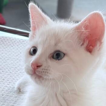 Eagle -  Domestic Short Hair Cat for Adoption in Evansville, Indiana - Eagle | PetCurious