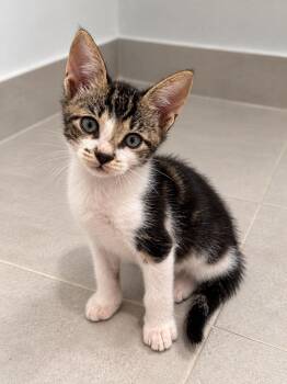 Laith -  Tabby Cat for Adoption in Miami, Florida - Laith | PetCurious