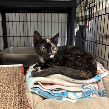 Penelope -  Tortoiseshell Cat for Adoption in Oberlin, Ohio - Penelope | PetCurious