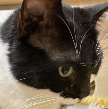 Ms Bea -  Domestic Short Hair Cat for Adoption in Dayton, Minnesota - Ms Bea | PetCurious