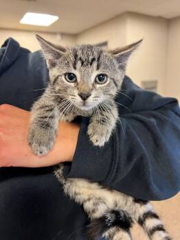 Link CS-283/26 -  Domestic Short Hair Cat for Adoption in Burlington, Ontario - Link CS-283/26 | PetCurious