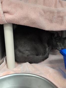 Azote -  Domestic Short Hair Cat for Adoption in Montreal, Quebec - Azote | PetCurious